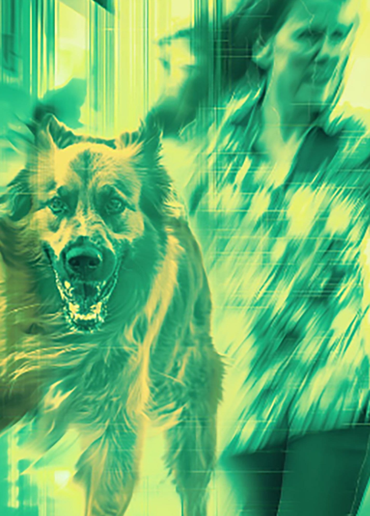 Dog Bites